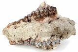 Fossil Oreodont (Merycoidodon) Partial Upper Skull - South Dakota #285669-4